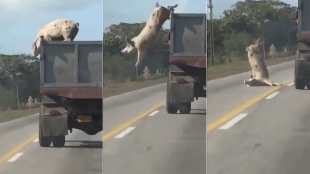 Ytterligare en gris flyr rullande lastbil på motorväg.